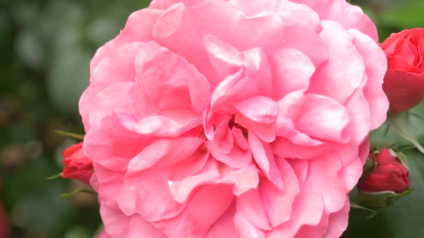 Nahaufnahme. 4k. eine Blume einer rosa Rose nach einem Regen. — Stockvideo