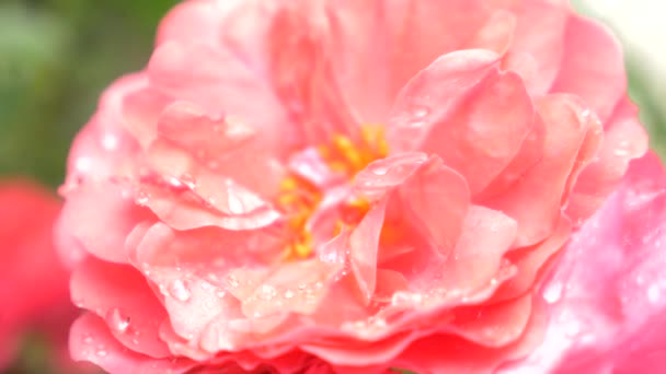 Close-up. 4k. a flower of a pink rose after a rain. — Stock Video