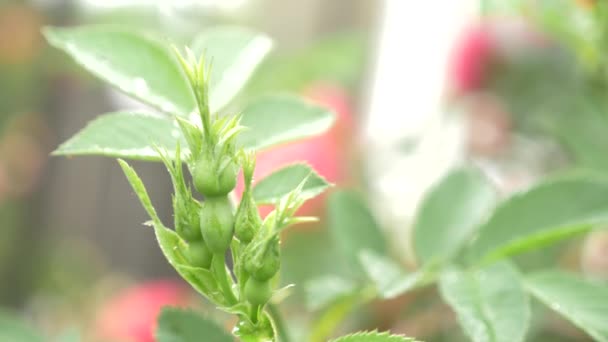 Close-up. 4k. bud of bush rose after rain. — Stock Video