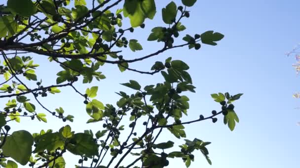 Rami di un albero di un fico con frutta verde su uno sfondo del cielo azzurro. 4k, rallentatore . — Video Stock