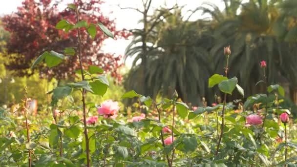 4k, lambat-gerak menembak, tempat tidur bunga mawar merah muda. kebun mawar — Stok Video