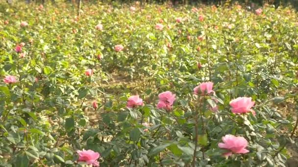 4k, αργή κίνηση γυρίσματα, ένα κρεβάτι λουλουδιών του ροζ τριαντάφυλλα. κήπο με τριανταφυλλιές — Αρχείο Βίντεο