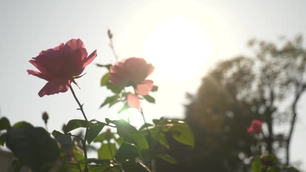 4k, 慢动作, 粉红色玫瑰花。太阳眩光. — 图库视频影像