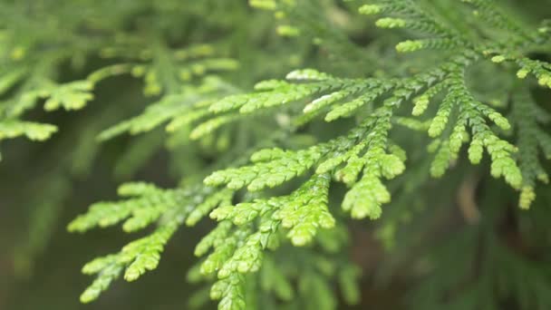 Thuya の小枝は緑の背景に雨水のドロップでクローズ アップ。4 k、スローモーション — ストック動画