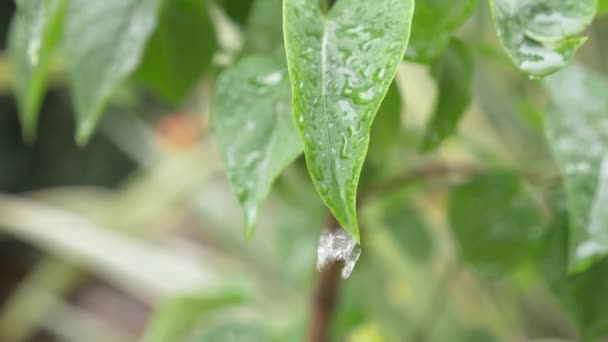 Blatt mit einem Tropfen Regenwasser vor grünem Hintergrund, 4k, Zeitlupe — Stockvideo