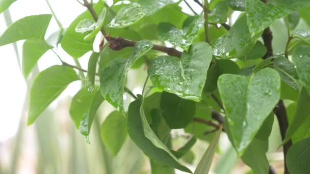 Blatt mit einem Tropfen Regenwasser vor grünem Hintergrund, 4k, Zeitlupe — Stockvideo