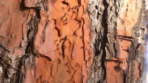 Μυρμήγκια στο φλοιό ενός δέντρου στο σύμπλεγμα δομών. γκρο πλαν, 4k — Αρχείο Βίντεο