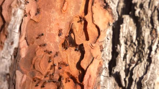 Hormigas en la corteza de un árbol en el bosque. primer plano, 4k — Vídeos de Stock