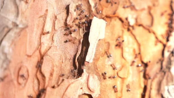 Мурахи на корі дерева в лісі. крупним планом, 4k — стокове відео