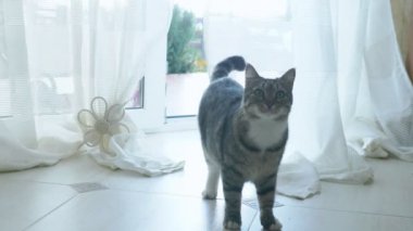 Kedi perdeleri olan camdan bir kapıdan içeri girer..