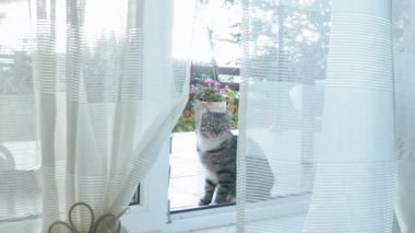 Kedi perdeleri olan camdan bir kapıdan içeri girer..