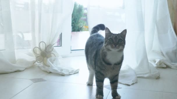 The cat enters the house through a glass door with curtains. — Stock Video