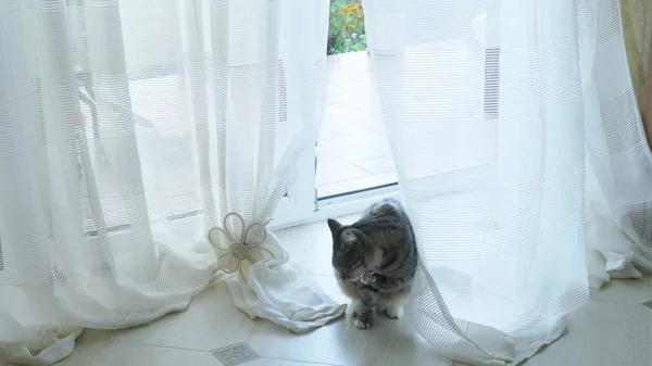Die Katze kommt durch eine Glastür mit Vorhängen ins Haus. — Stockfoto