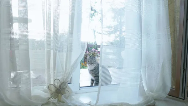 Kot wchodzi do domu przez szklane drzwi z zasłonami. — Zdjęcie stockowe