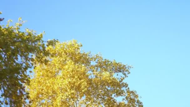 La vue depuis la fenêtre de la voiture sur le feuillage automnal des arbres le long de la route contre un ciel bleu .
