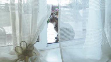 Kedi perdeleri olan camdan bir kapıdan içeri girer..