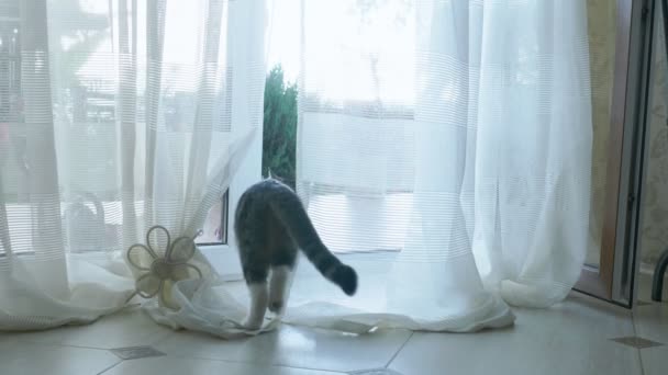 Die Katze kommt durch eine Glastür mit Vorhängen ins Haus. — Stockvideo