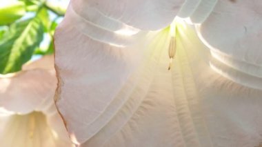 Datura 'nın büyük pembe çiçekleri.