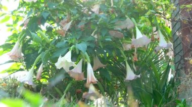 Datura 'nın büyük pembe çiçekleri.