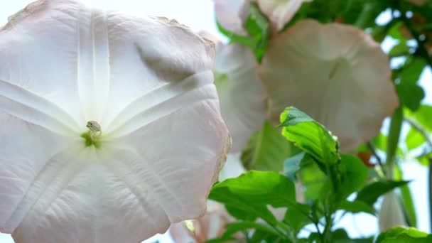 Grote mooie roze bloemen van Datura. — Stockvideo