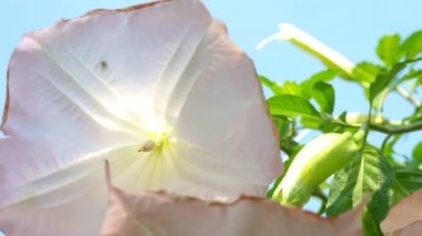 Datura 'nın büyük pembe çiçekleri.
