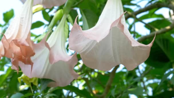 Velké krásné růžové květy Datura. — Stock video