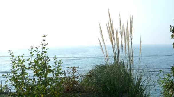 Fondo de la naturaleza. vista al mar desde la orilla alta a través de los árboles y las orejas — Vídeo de stock