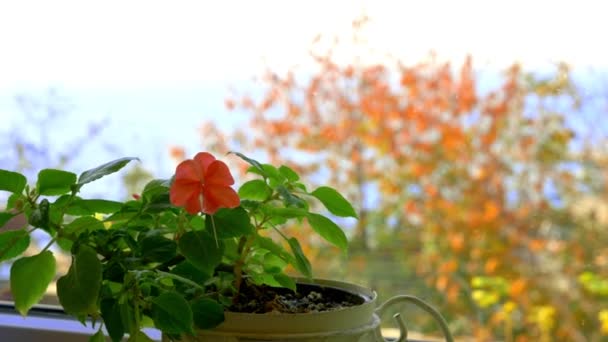 Röd blomma Impatiens på fönsterbrädan. från fönstret — Stockvideo