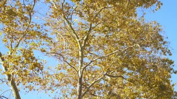 Bellissimi alberi autunnali colorati su uno sfondo cielo blu — Video Stock