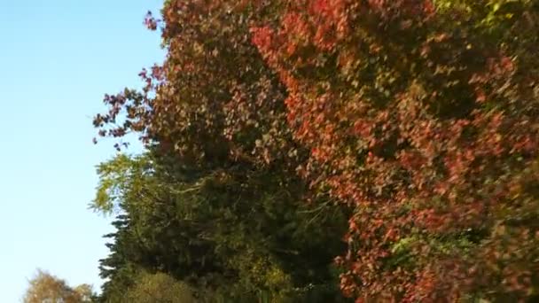 Der Blick aus dem Fenster eines fahrenden Autos auf einen hellen Herbstbaum — Stockvideo