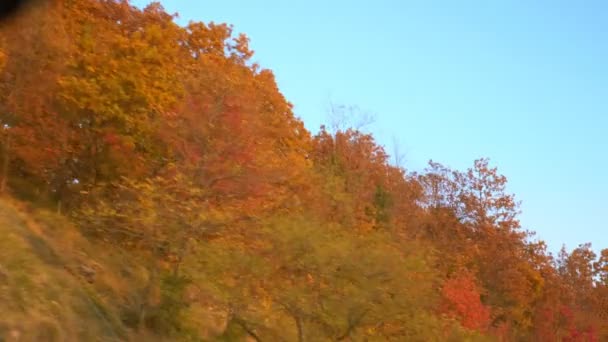 秋の風景の中で動く車の窓からの眺めは — ストック動画