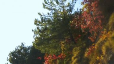 Sonbahar manzarasında hareket eden bir arabanın penceresinden manzara.