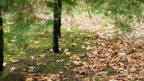 Fallen leaves under young larches in autumn Park — Stockvideo