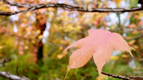 Abstrakter Hintergrund. Herbst farbige Ahornblätter auf einem Ast — Stockvideo