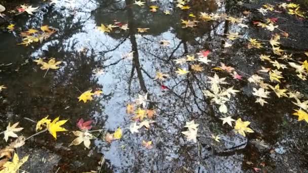 Une flaque d'eau dans le parc d'automne avec des feuilles tombées. le reflet du ciel et des arbres — Video