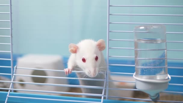 Bonita rata blanca en una jaula. símbolo de mascota del año del calendario chino — Vídeos de Stock