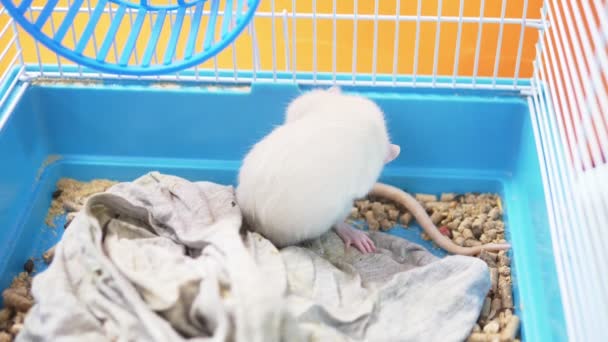 Mignon rat blanc dans une cage. symbole animal de compagnie de l'année du calendrier chinois — Video