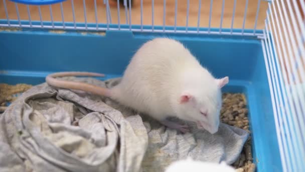 Mignon rat blanc dans une cage. symbole animal de compagnie de l'année du calendrier chinois — Video