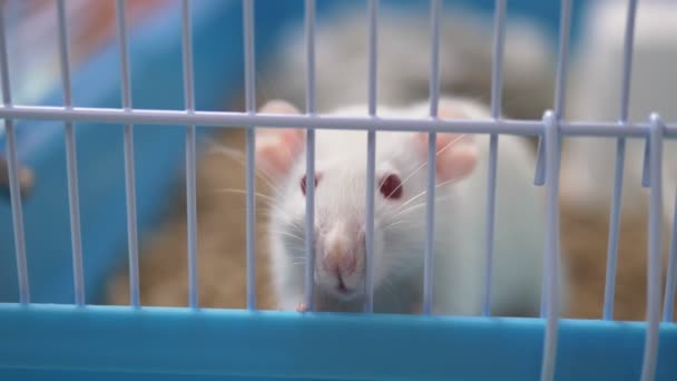 Cute white rat in a cage. pet symbol of the year of the Chinese calendar — Stock Video