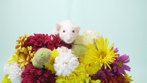 Encantadora rata blanca en un ramo de crisantemos de colores. espacio de copia — Vídeos de Stock