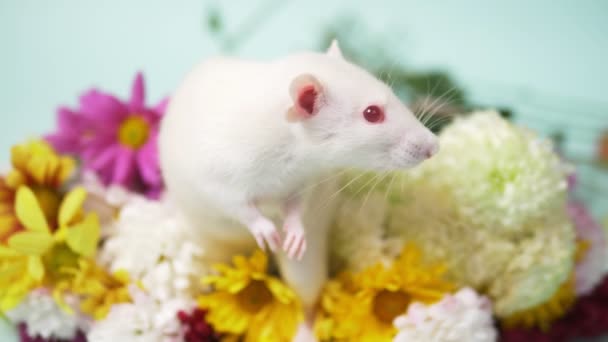 Charming white rat on a bouquet of colorful chrysanthemums. copy space — Stock Video