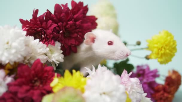 Rato branco encantador em um buquê de crisântemos coloridos. espaço de cópia — Vídeo de Stock