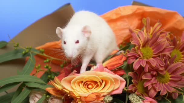 Ratón blanco lindo en un ramo de rosas. espacio de copia. Felicitaciones. — Vídeos de Stock