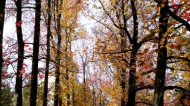 Soyut arkaplan. Sonbahar renkli akçaağaç dalında yapraklar