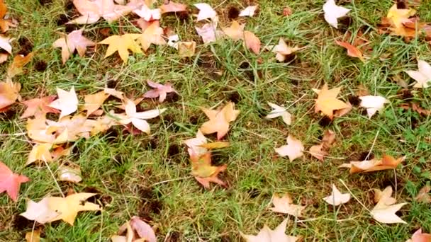 Hojas caídas bajo alerces jóvenes en otoño Park — Vídeos de Stock