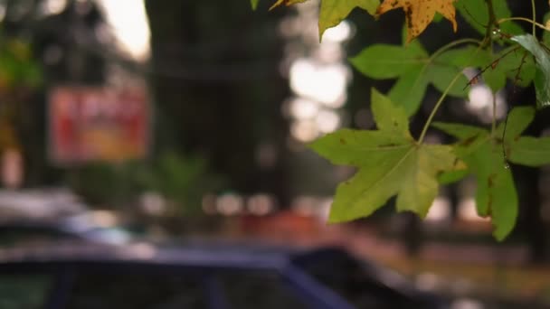Fundo abstrato. Outono folhas de bordo coloridas em um galho de árvore — Vídeo de Stock