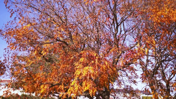 Elvont háttér. ősz színes juharfalevelek egy faágon — Stock Fotó
