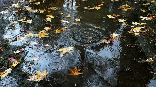 Une flaque d'eau dans le parc d'automne avec des feuilles tombées. le reflet du ciel et des arbres — Photo