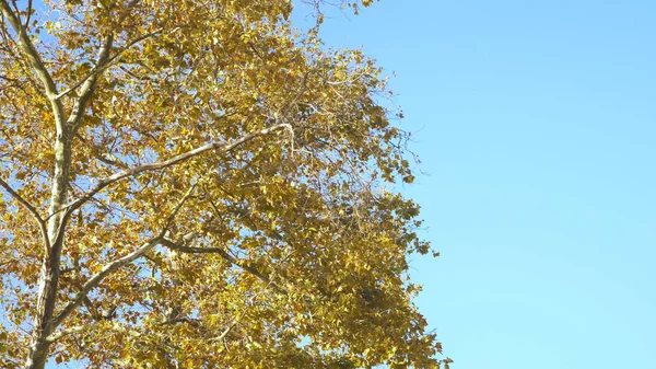 Fundo abstrato. Outono folhas de bordo coloridas em um galho de árvore — Fotografia de Stock