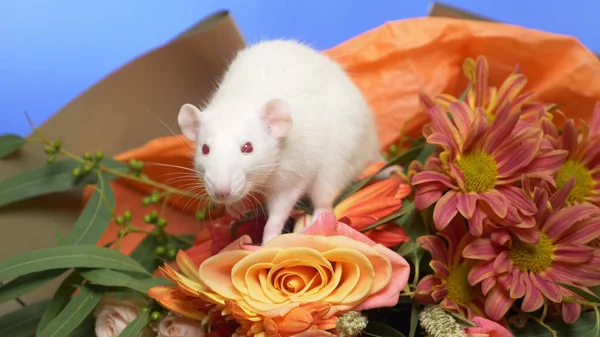 Ratón blanco lindo en un ramo de rosas. espacio de copia. Felicitaciones. —  Fotos de Stock